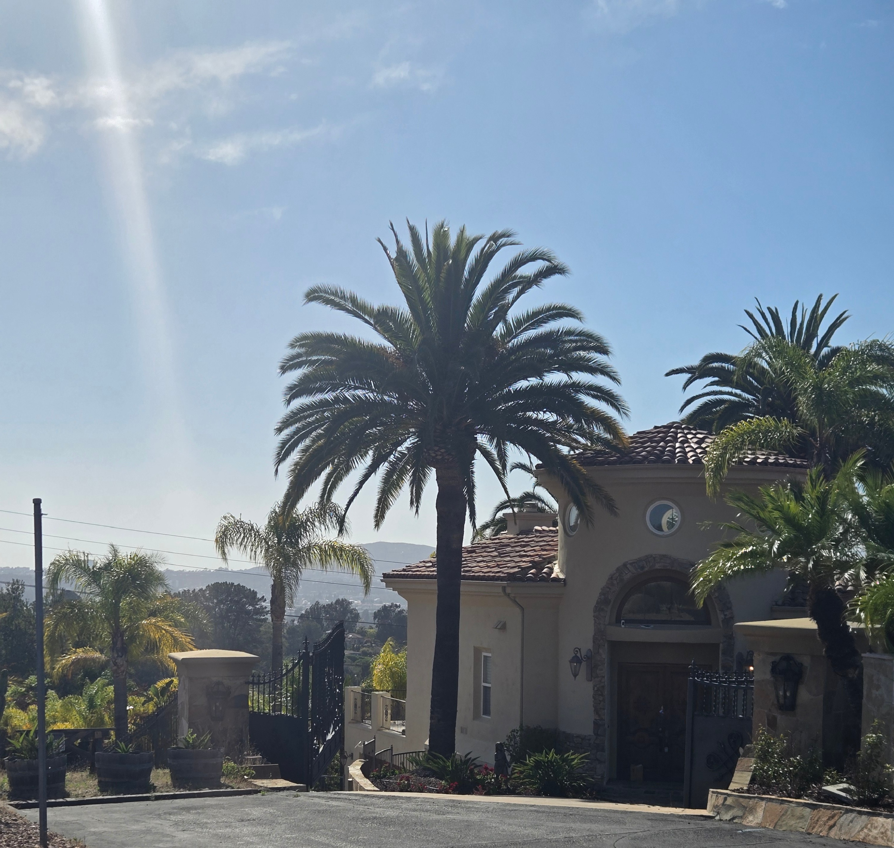 Mature palms in Poway and North County San Diego
